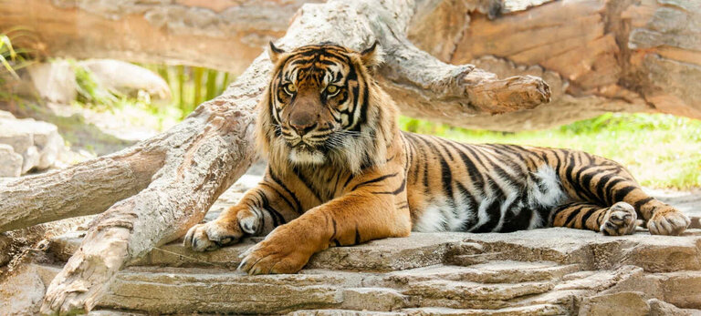 Tiger_jungle_safari